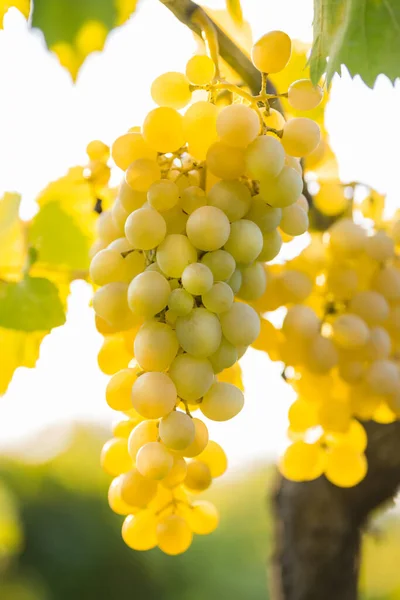 Bunch White Grapes Harvesting — Stock Photo, Image