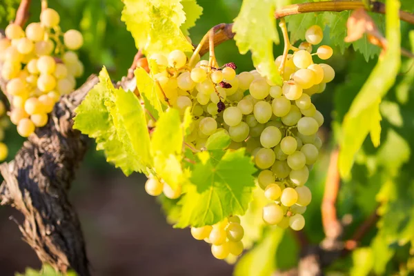 Italian Bio Grape Vineyard Caught — Stock Photo, Image