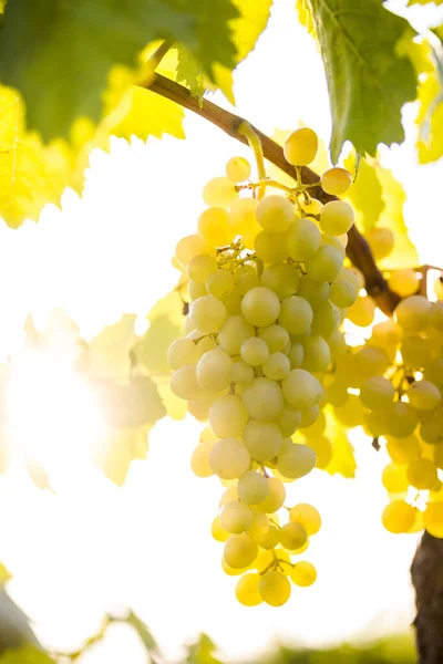 Table Grape Vineyard Italian Landscape — Stock Photo, Image