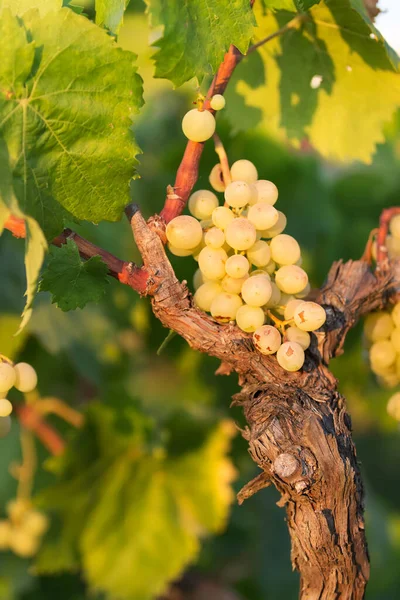 Witte Druiven Een Zonnige Dag Een Wijngaard Salento Apulië Italië — Stockfoto