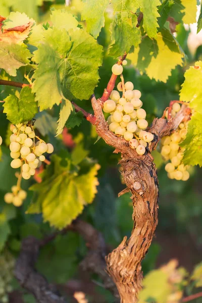Witte Druiven Een Zonnige Dag Een Wijngaard Salento Apulië Italië — Stockfoto