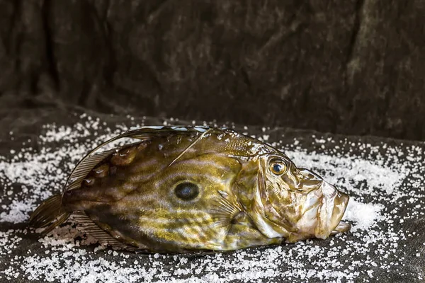 Peixe Mediterrâneo Fresco Cru John Dory Pronto Para Cozinhar Sal — Fotografia de Stock