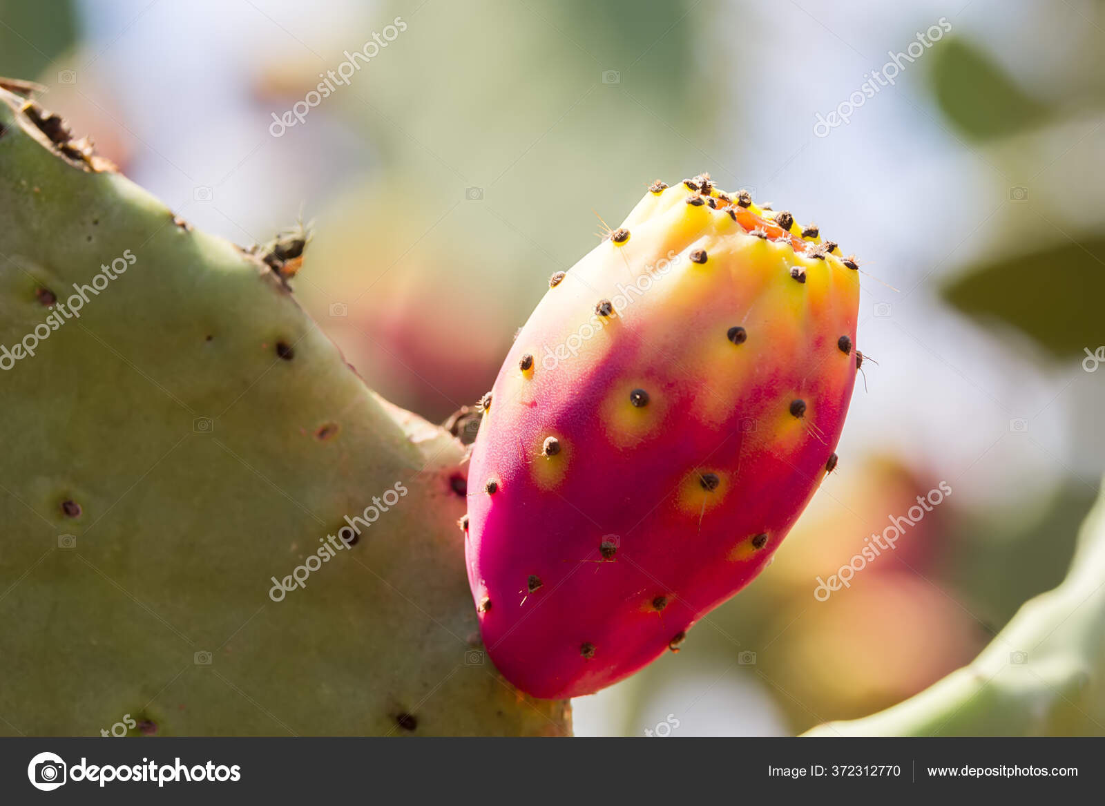 Prickly Pear Cactus Fruit Cactus Spines Fichi India Typical Fruit Stock Photo Image By C Anna Fedorova It 372312770