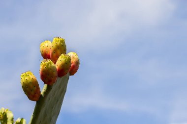 Meyve ve kaktüs dikenli dikenli armut kaktüsü, Güney İtalya 'nın Apulia, Sicilya' da yetişen tipik bir meyvesidir.