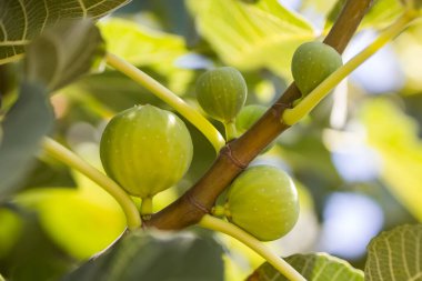 Yeşil yapraklı dallarda yeşil incir meyveleri, İtalya