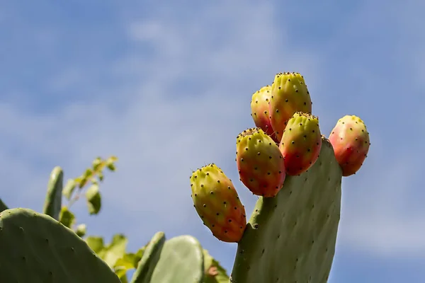 Pêra Espinhosa Cacto Com Frutas Espinhos Cacto Fichi India São — Fotografia de Stock