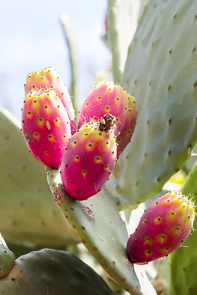 Prickly Груши Кактус Фруктами Кактусами Шипы Fichi India Являются Типичными — стоковое фото