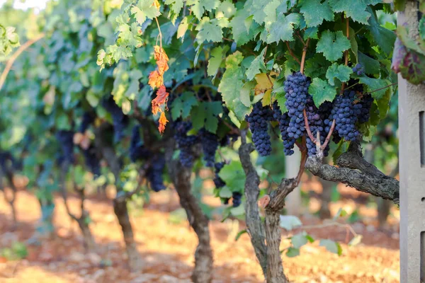 Weintrauben Einem Zweig Primitivo Von Manduria — Stockfoto