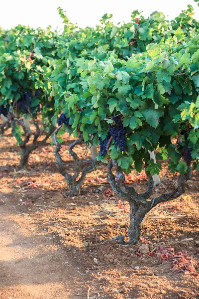 Uvas Vid Rama Primitivo Manduria Vendimia Apulia —  Fotos de Stock