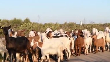 Güneşli bir günde bir keçi ve koyun sürüsü yola çıkıyor. Kameraya sevimli bir keçi bakışı. Klasik ve ekolojik keçi yetiştirme. Salento, Puglia, İtalya 'da keçi yetiştiriciliği