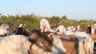 Güneşli bir günde bir keçi ve koyun sürüsü yola çıkıyor. Kameraya sevimli bir keçi bakışı. Klasik ve ekolojik keçi yetiştirme. Salento, Puglia, İtalya 'da keçi yetiştiriciliği