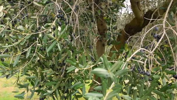 Olivový Háj Puglii Itálie Zralé Černé Olivy Visící Větvích Připravených — Stock video