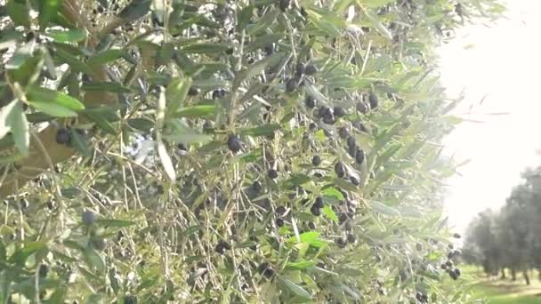 Olivový Háj Puglii Itálie Zralé Černé Olivy Visící Větvích Připravených — Stock video