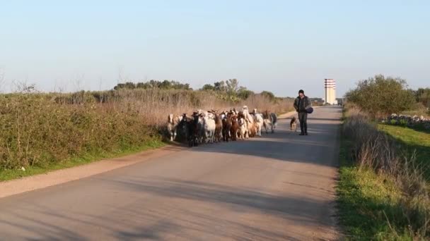 アヴェトラーナ イタリア 2020年5月12日 晴れた日にヤギと羊の群れがヤギの群れと一緒に道路に行く予定です 古典的で生態学的なヤギの飼育 イタリアのプーリア州サレントでヤギの繁殖 — ストック動画