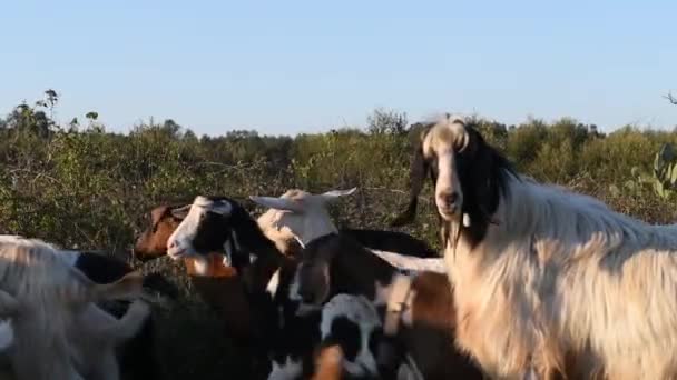 Una Manada Cabras Ovejas Carretera Día Soleado Una Linda Mirada — Vídeos de Stock