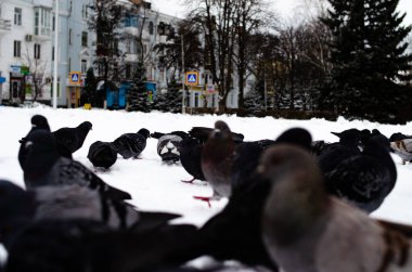 Bir sürü güvercin. Bir demet güvercin ve birer birer. Güvercinleri besliyorum. Kışın kuşlar. Güvercin makrosu, kırmızı pençe, güvercin bacağı. Bir adam elinde bir güvercin tutuyor. Kuş eliyle yiyor..