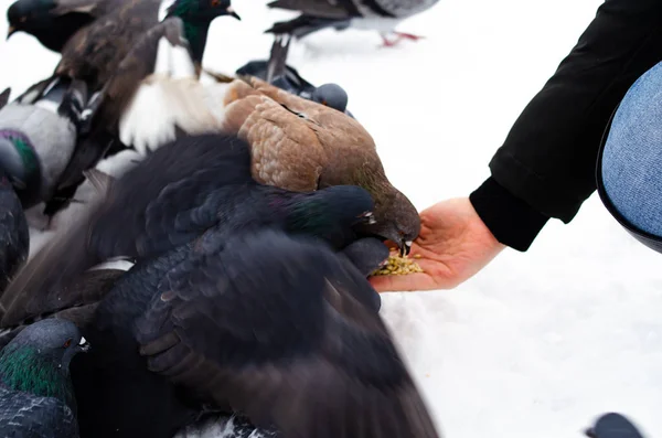 ハトがたくさんいる。ピジョンは束と1つずつだハトに餌をやる冬の鳥。ピジョンマクロ、赤い足、鳩の足。男は鳩を手に持っている。手で鳥を食べる. — ストック写真