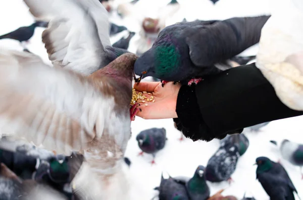 ハトがたくさんいる。ピジョンは束と1つずつだハトに餌をやる冬の鳥。ピジョンマクロ、赤い足、鳩の足。男は鳩を手に持っている。手で鳥を食べる. — ストック写真