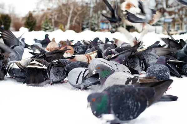 Heel veel duiven. Duiven in een stel en een voor een. De duiven voeren. Vogels in de winter. Duivenmacro, rode poot, duivenpoot. Een man houdt een duif op zijn hand. Vogel eten met de hand. — Stockfoto