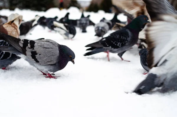 ハトがたくさんいる。ピジョンは束と1つずつだハトに餌をやる冬の鳥。ピジョンマクロ、赤い足、鳩の足。男は鳩を手に持っている。手で鳥を食べる. — ストック写真
