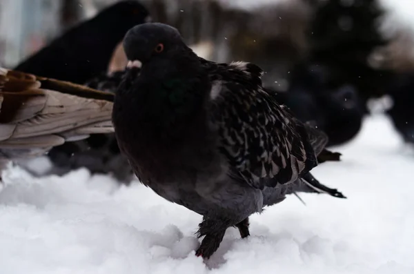 ハトがたくさんいる。ピジョンは束と1つずつだハトに餌をやる冬の鳥。ピジョンマクロ、赤い足、鳩の足。男は鳩を手に持っている。手で鳥を食べる. — ストック写真