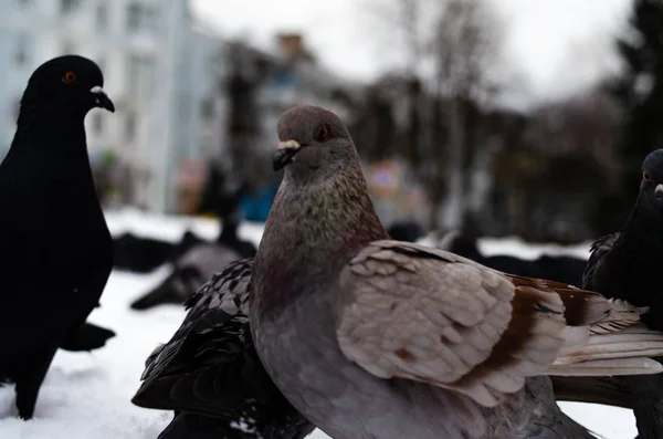 ハトがたくさんいる。ピジョンは束と1つずつだハトに餌をやる冬の鳥。ピジョンマクロ、赤い足、鳩の足。男は鳩を手に持っている。手で鳥を食べる. — ストック写真