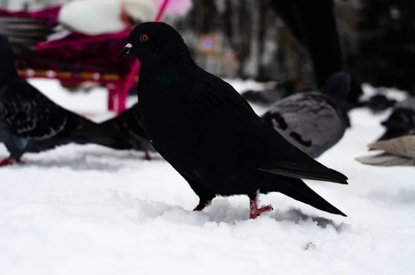 ハトがたくさんいる。ピジョンは束と1つずつだハトに餌をやる冬の鳥。ピジョンマクロ、赤い足、鳩の足。男は鳩を手に持っている。手で鳥を食べる. — ストック写真