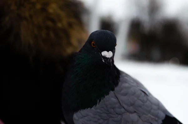 Beaucoup de pigeons. Pigeons dans un tas et un à la fois. Nourrir les pigeons. Oiseaux en hiver. macro pigeon, patte rouge, patte de pigeon. Un homme tient une colombe sur sa main. Manger des oiseaux avec la main . — Photo