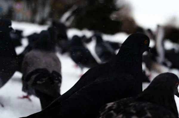 ハトがたくさんいる。ピジョンは束と1つずつだハトに餌をやる冬の鳥。ピジョンマクロ、赤い足、鳩の足。男は鳩を手に持っている。手で鳥を食べる. — ストック写真