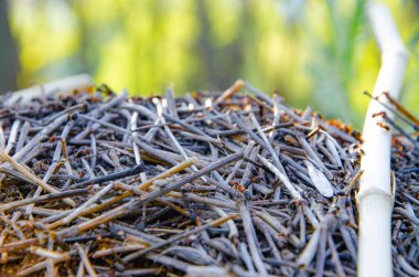 Makroda Anthill. Karınca yuvasında kamış, bambu yatar