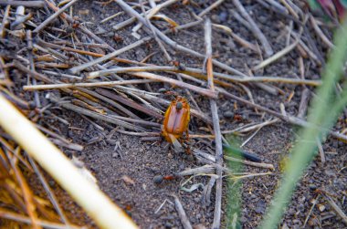 Karıncalar Mayıs böceğini yer. Karıncalar böceğe saldırır