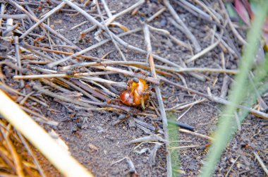 Karıncalar Mayıs böceğini yer. Karıncalar böceğe saldırır