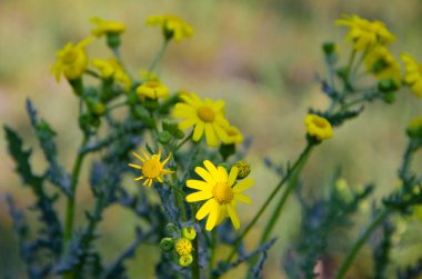Sarı küçük kır çiçekleri, papatyalar. Makro olarak çiçekler