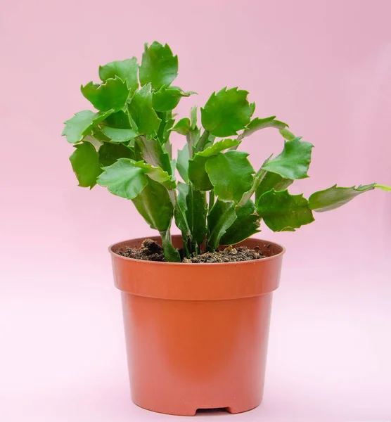 Wilder Kaktus Einem Topf Auf Rosa Hintergrund Zimmerpflanze Flache Blätter — Stockfoto