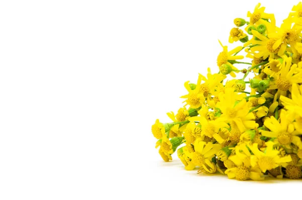 Bouquet Yellow Small Wildflowers Similar Daisies White Background Bouquet Flowers — Stock Photo, Image