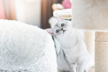 kedi kedi kule üzerinde seyir