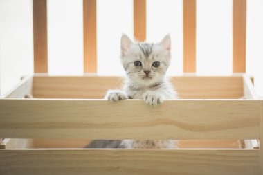 ahşap bir kutuya bakarak tabby yavru kedi