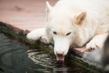 Beyaz Sibirya husky köpek yalan ve koi pond içme suyu