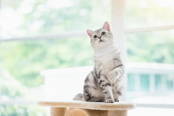 Keresi fel a torony macska macska — Stock Fotó