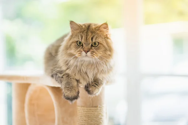Кот смотрит вверх на кошачью башню — стоковое фото