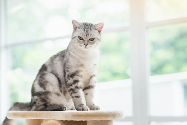 Katt tittar upp på cat tower — Stockfoto