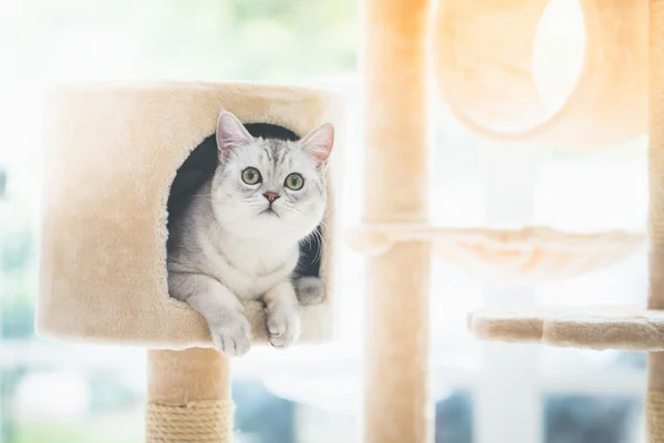 Кот смотрит вверх на кошачью башню — стоковое фото