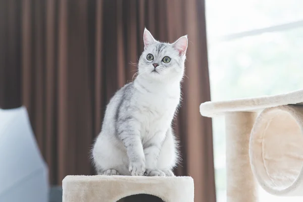 Κοιτώντας ψηλά στον πύργο γάτα γάτα — Φωτογραφία Αρχείου