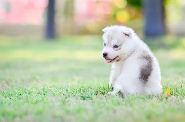 Сибирский хаски-щенок — стоковое фото