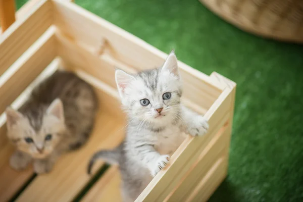Τιγρέ γατάκια ψάχνουν σε ένα ξύλινο κουτί — Φωτογραφία Αρχείου