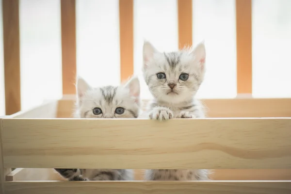 Ahşap bir kutuya bakarak tabby yavru kedi — Stok fotoğraf
