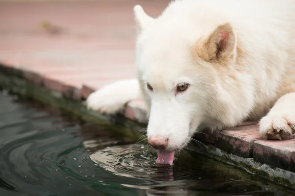 Bílý sibiřský husky pes ležící a pitné vody z koi rybník — Stock fotografie