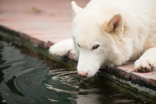 Bílý sibiřský husky pes ležící a pitné vody z koi rybník — Stock fotografie