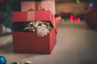 hediye kutusunda oynayan yavru kedi 