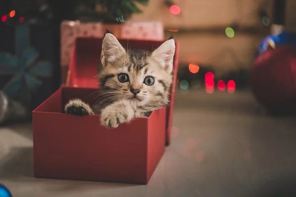 Kätzchen spielt in einer Geschenkbox — Stockfoto